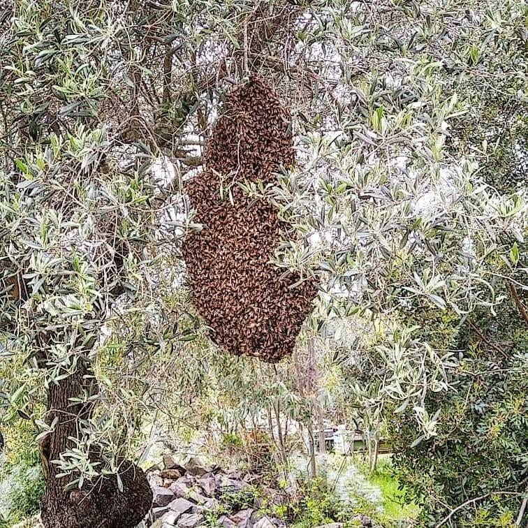Apicultura Su Murriabi – Apicultura Su Murriabi