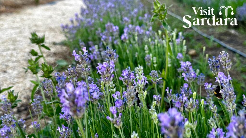 Giardino di Poppi – Giardino di Poppi